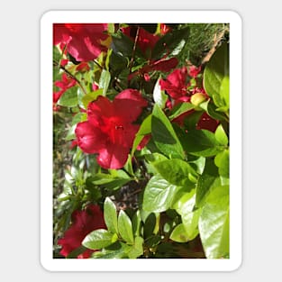 A Jungle of Red Azaleas Sticker